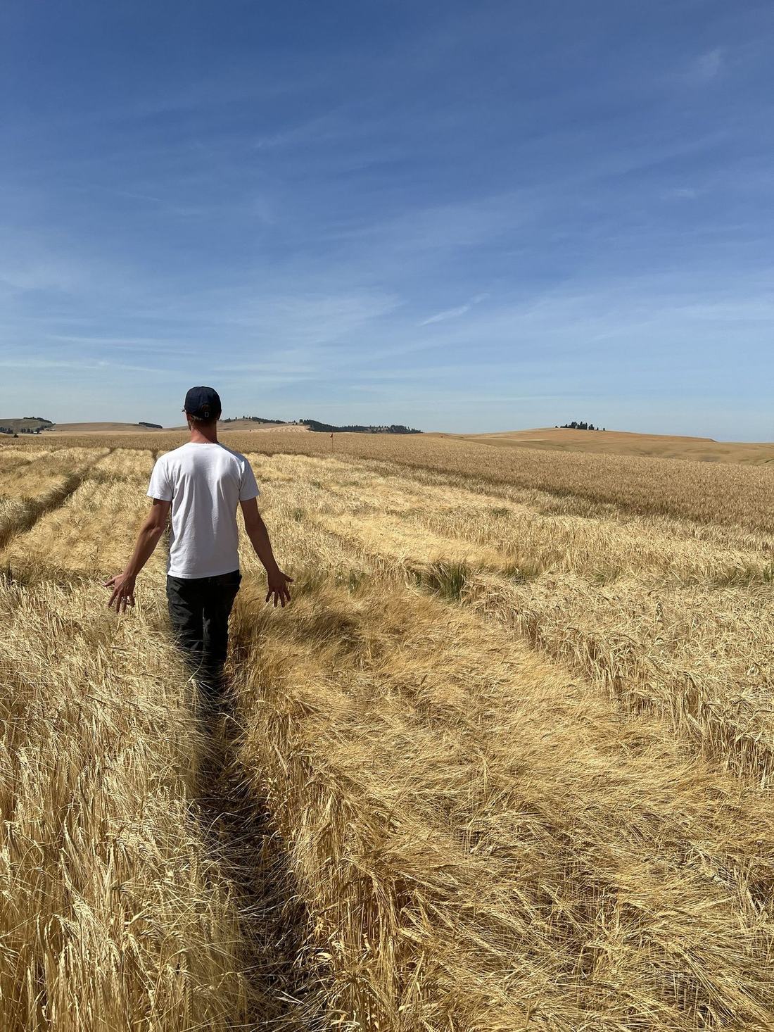 Tyler Pederson walking a tramline through ripe barley in the Palouse, hands open against the heads